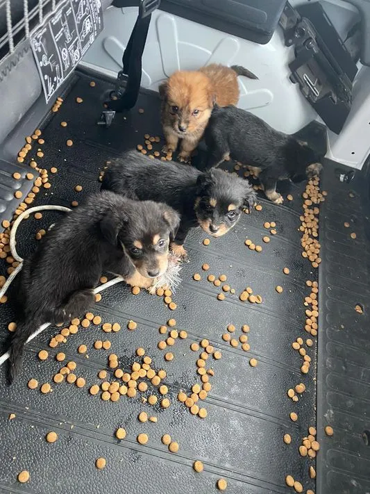 Notfall-Pfoten e.V. - Tierschutzorganisation - Paula & Finchen, zwei Mamas aus der Not