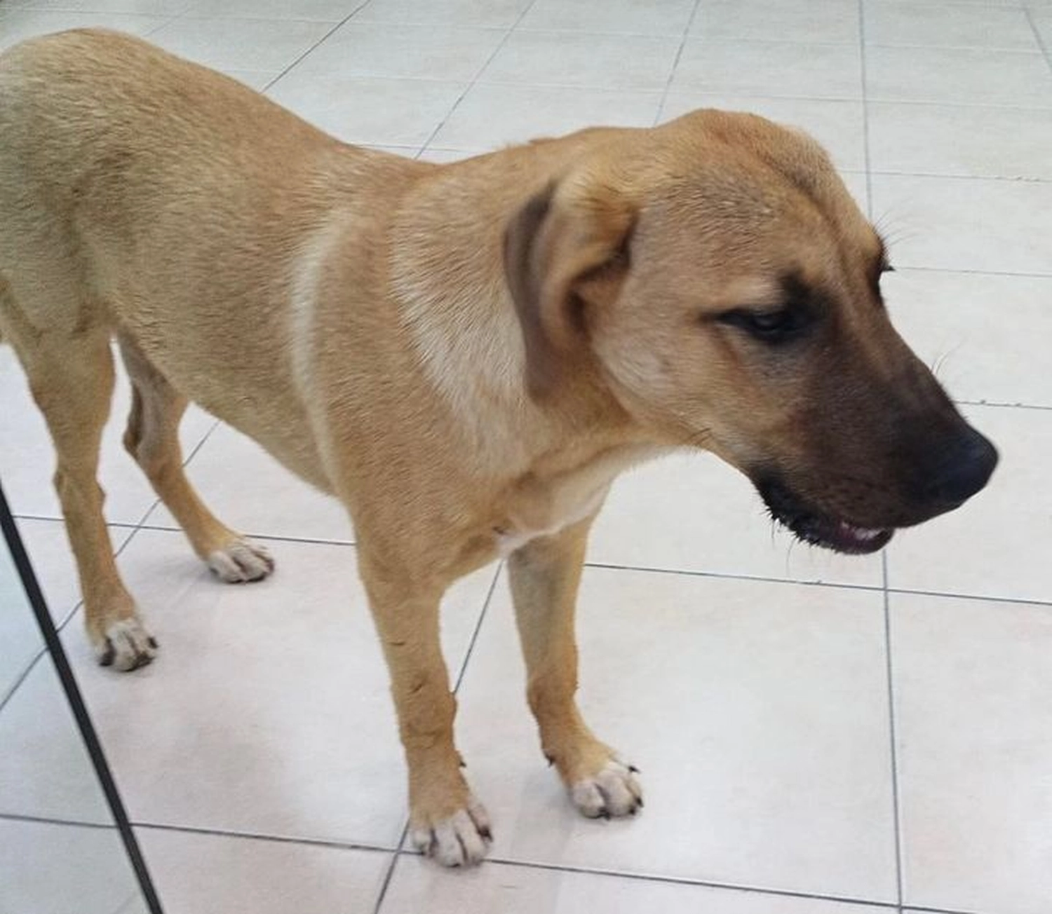 Notfall-Pfoten e.V. - Tierschutzorganisation - Brownie