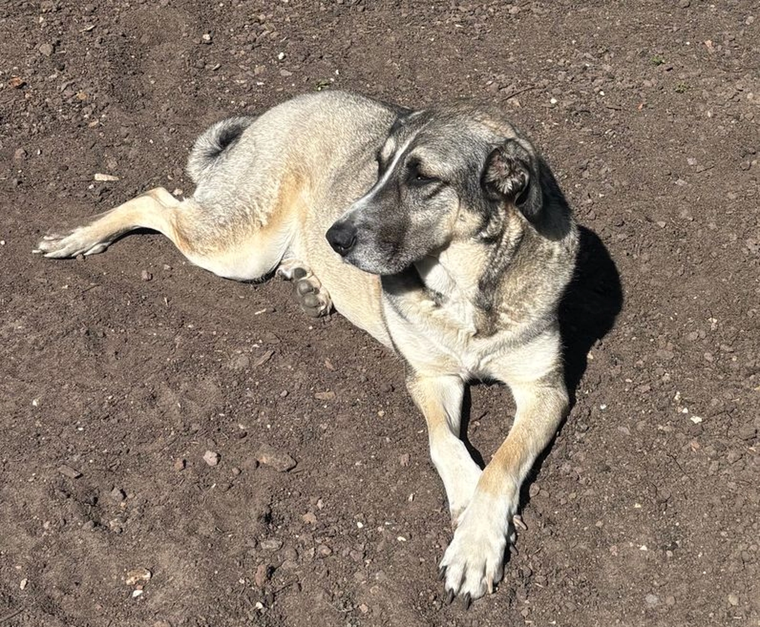 Notfall-Pfoten e.V. - Tierschutzorganisation - Boomer, ein Herz auf vier Pfoten