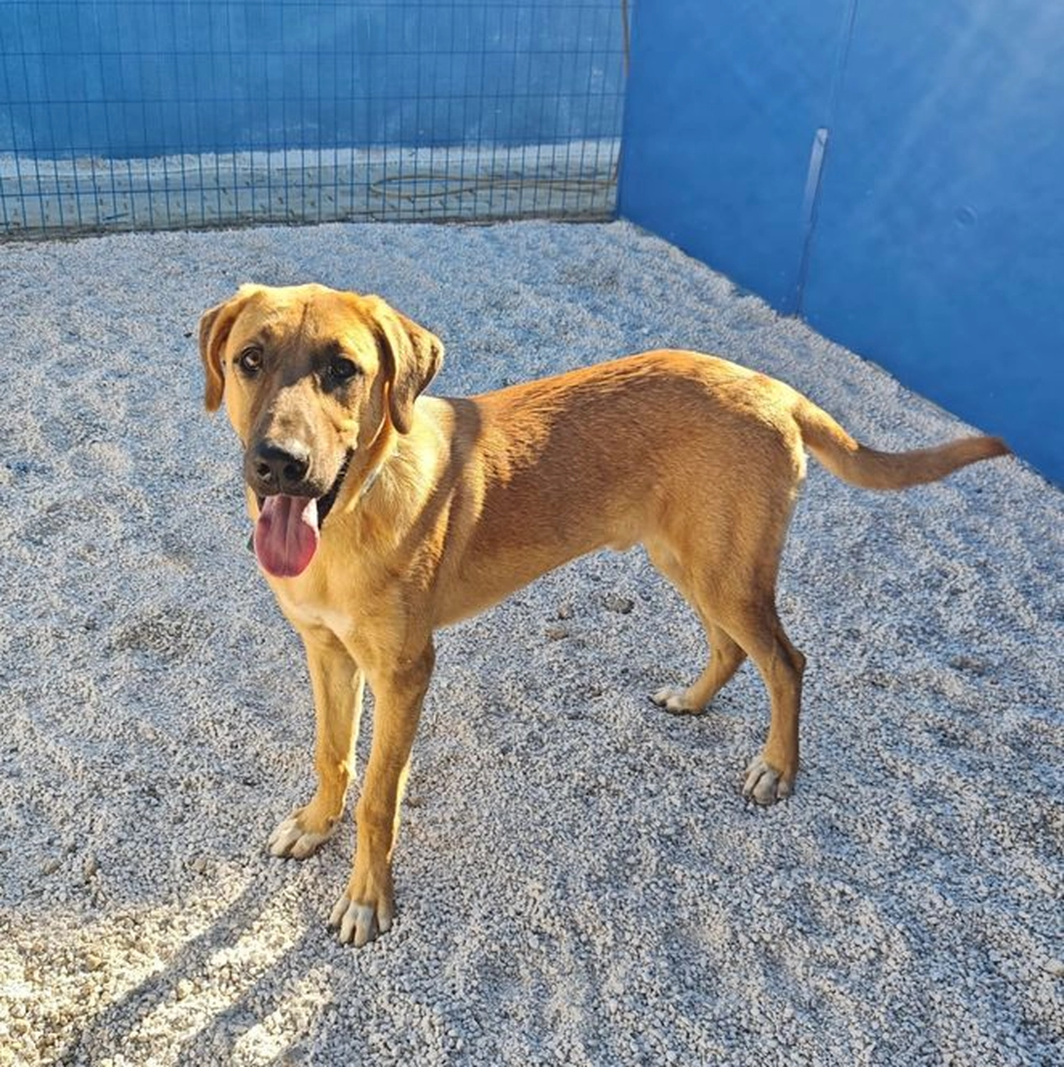 Notfall-Pfoten e.V. - Tierschutzorganisation - Brownie